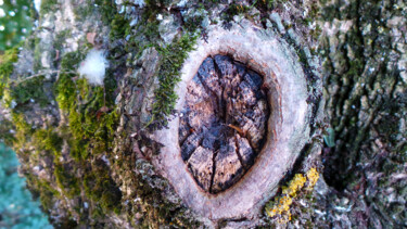 L'oeil de l'arbre