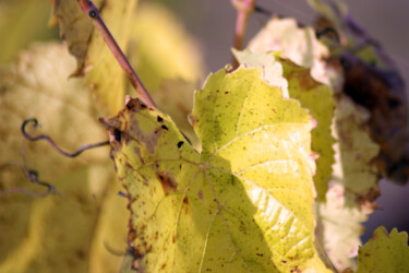 Les feuilles de la vigne jaune