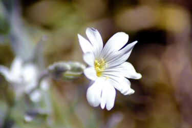 Fleurs de printemps - XVII